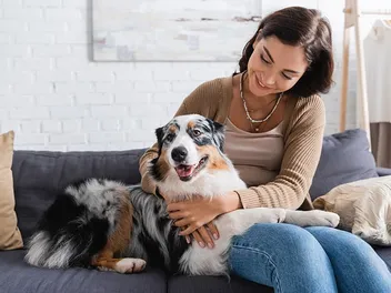 14 Velcro Dog Breeds: Info, Pictures & Facts