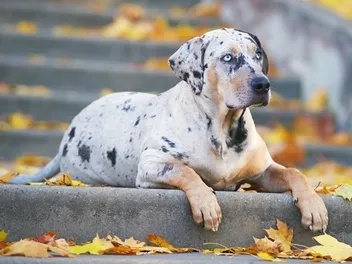 National Catahoula Leopard Dog Day 2026: What It Is & When to Celebrate