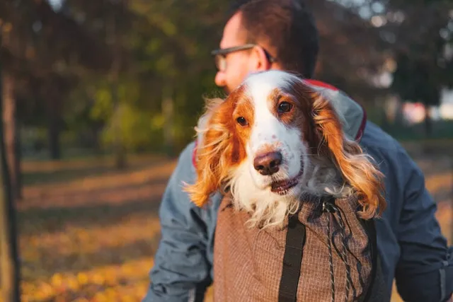 10 Dog-Friendly Hiking Trails in Virginia (2026 Guide)