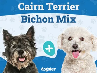 Kashon (Cairn & Bichon Frise Mix) Dog Breed: Info, Pictures, Care & More