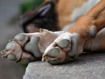 Why Is My Dog’s Paw Swollen? Our Vet Discusses Reasons, Signs & Treatment