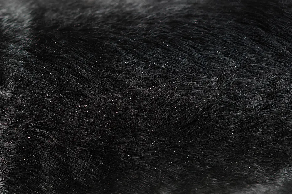 close up dog dandruff