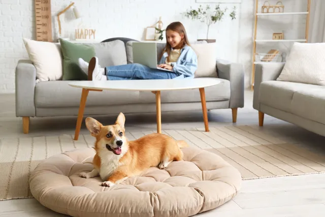 Are Corgis Good with Kids? Vet Approved Facts & Care Guide