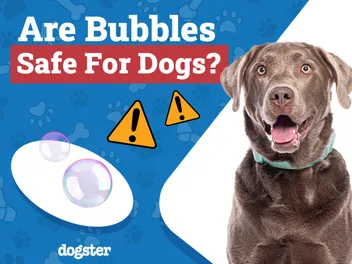 Are Bubbles Safe for Dogs? Everything You Need to Know!
