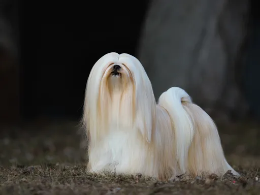 Lhasa Apso