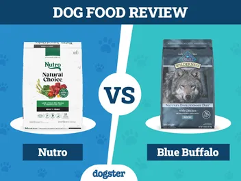 Nutro vs Blue Buffalo Dog Food: Our 2026 Comparison
