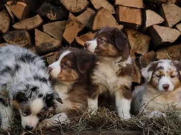 National Puppy Day 2026: What & When Is It?