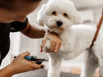 What to Do if You Cut Your Dog’s Nail Too Short & It Bleeds: 4 Vet-Approved Steps