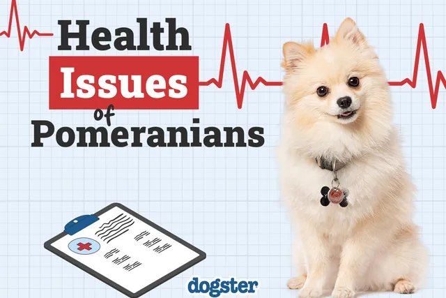 Pomeranian Health Problems: 8 Common Concerns