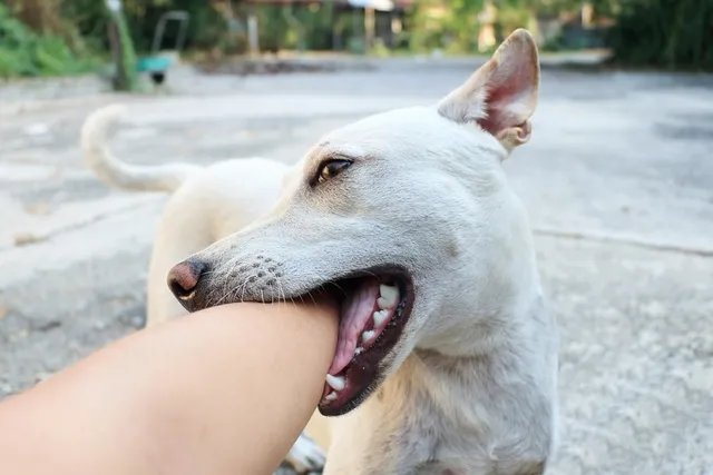 What & When Is Dog Bite Prevention Week? (2026 Update)