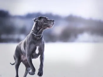 How to Groom a Great Dane (Must-Have Tools & Vet-Verified Tips)