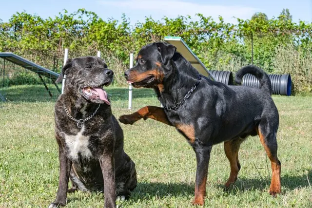 Will a Cane Corso Be Good With My Other Dogs? Vet-Reviewed Socialization & Training Tips