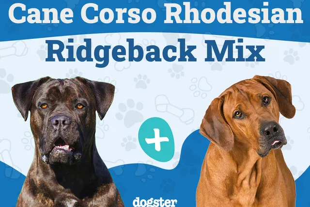 Cane Corso Rhodesian Ridgeback Mix: Info, Pictures, Care & More