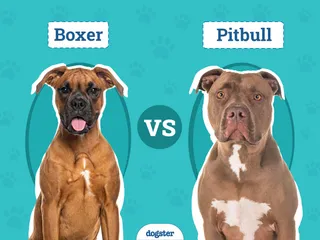 Boxer vs Pitbull: The Differences (With Pictures)
