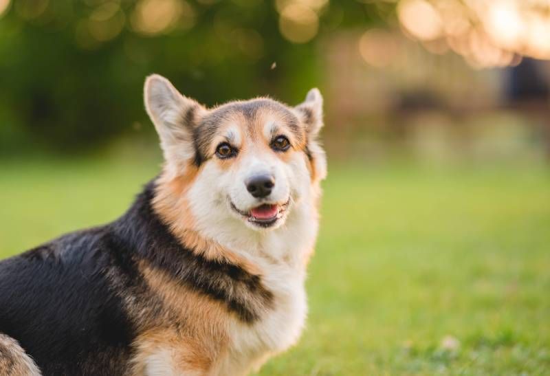 tricolor welsh corgi pembroke dog sitting on a grass