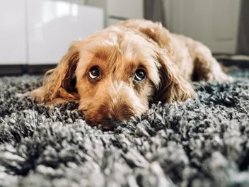 Can Dogs Get Bird Flu? Our Vet Discusses Signs, Causes & Treatment