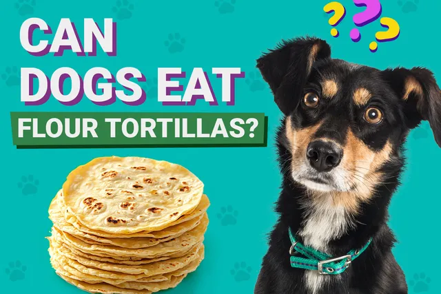Can Dogs Eat Flour Tortillas? Vet-Verified Nutrition Facts & Info
