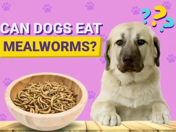 Can Dogs Eat Mealworms? Vet-Approved Nutritional Guide