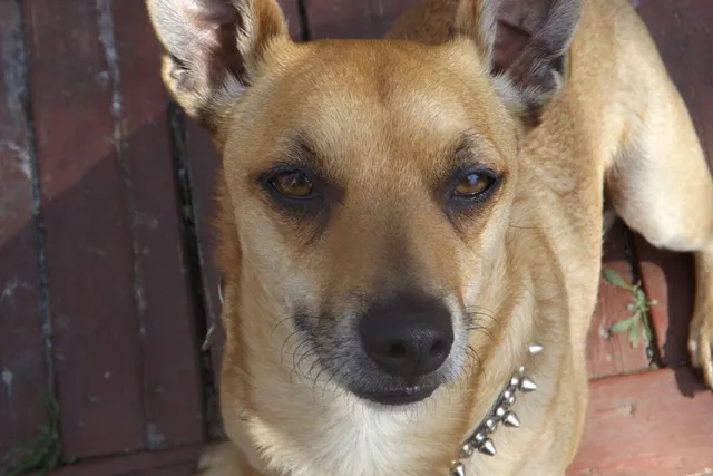 Chipit (Pitbull & Chihuahua Mix) Dog Breed: Info, Pictures & Care