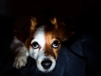 Should I Leave a Light On for My Dog at Night? Our Vet Explains