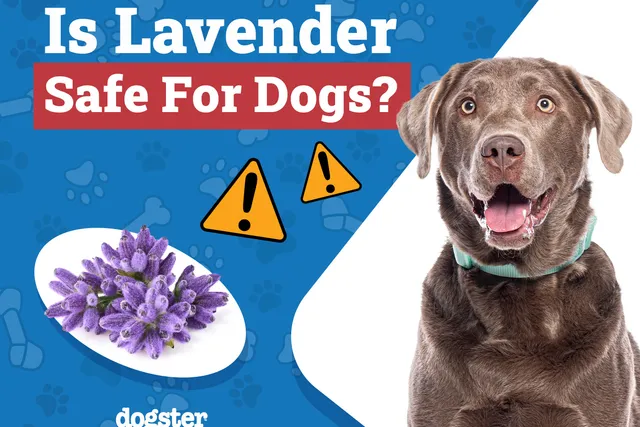 Is Lavender Safe for Dogs: Our Vet Explains Safety & Toxicity
