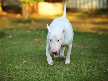 How Long Does a Bull Terrier Live? Average Lifespan, Data & Care