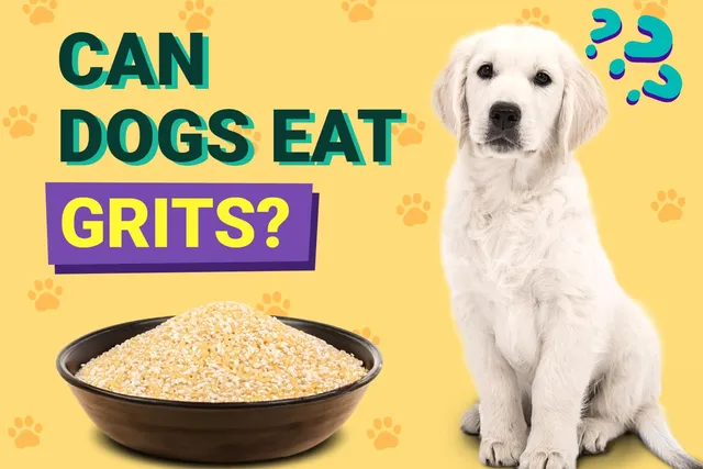 Can Dogs Eat Grits? Vet-Verified Nutrition Facts & FAQ