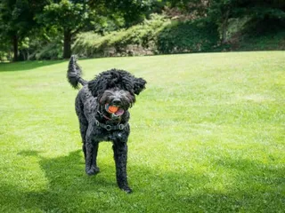 16 Most Playful Dog Breeds: Info, Pictures & History