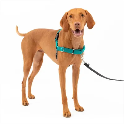 Easy Walk Harness