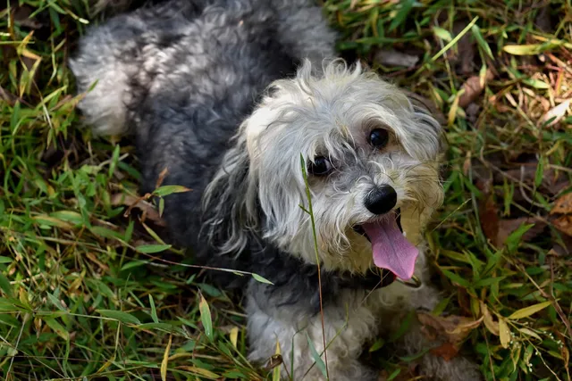 Chinese Crestepoo (Chinese Crested & Poodle Mix): Info, Pictures, Traits & Care
