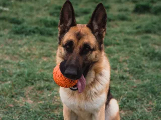 How to Choose Durable Dog Toys: 5 Vet-Reviewed Tips & Considerations