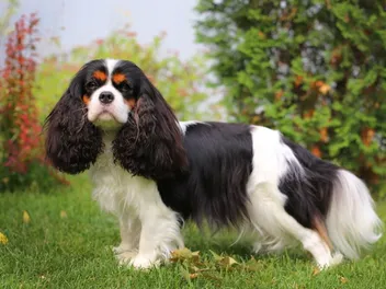 10 Common Cavalier King Charles Spaniel Colors (With Pictures)