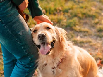 Holistic Health Treatments for Dogs: Effectiveness & Types Explained