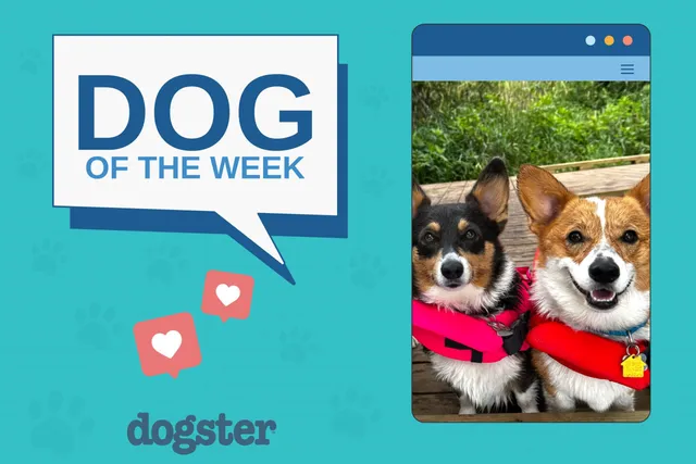 Dogster Photo Contest: Dogs of the Week Winners (November 20, 2025)