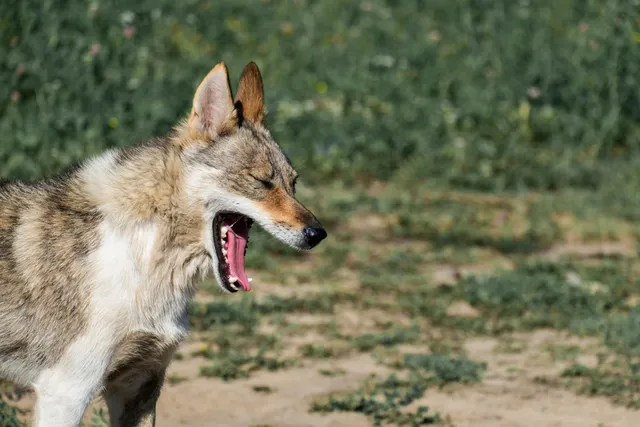 What to Do If My Dog Is Choking? 4 Vet-Approved Steps