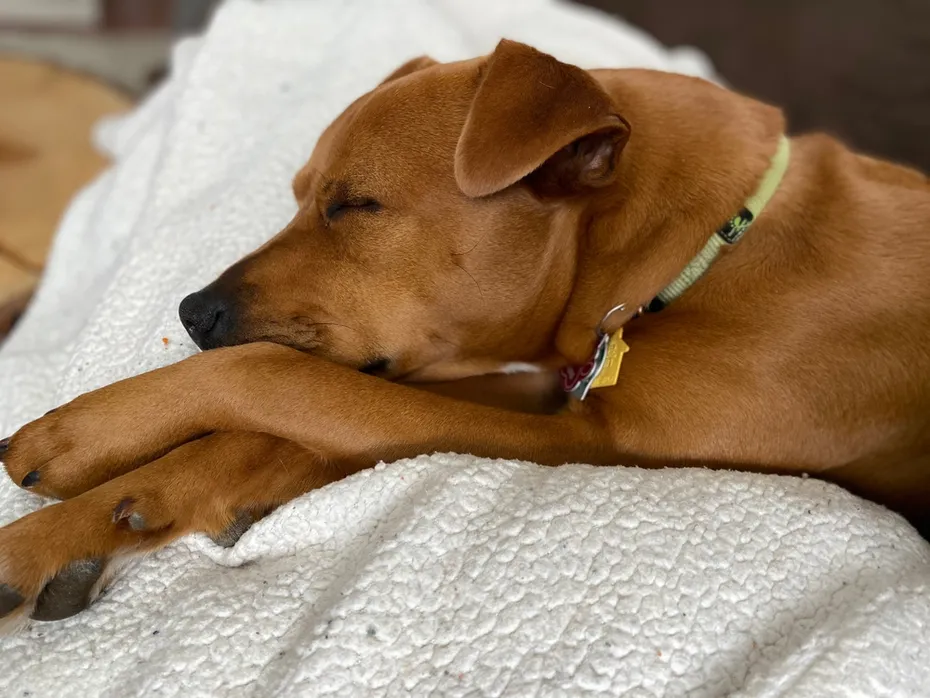 Bahamian-potcake-sleeping-on-blanket