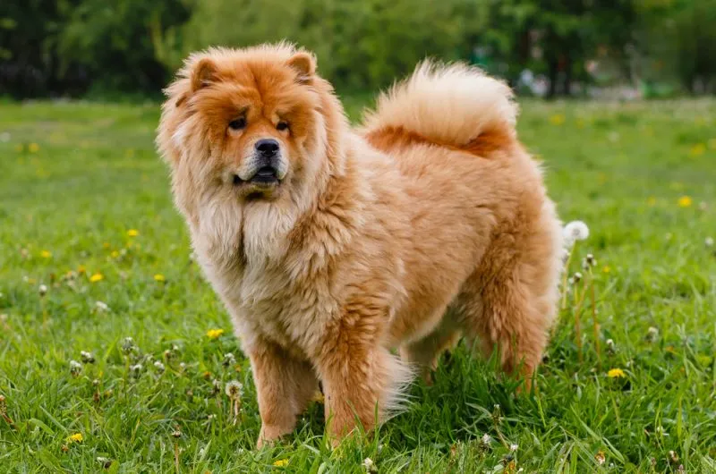 Chinese Foo Chow Chow