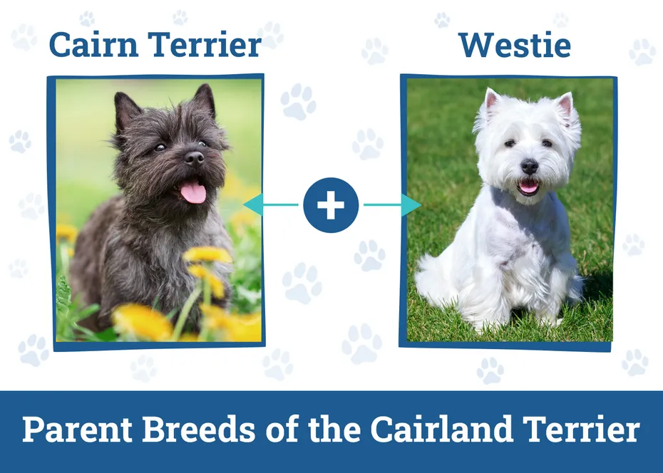 Parent Breeds of the Cairland Terrier
