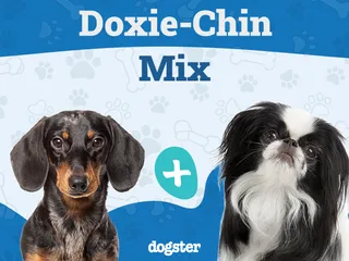 Doxie-Chin Dog Breed: Info, Pictures, Care Guide & More