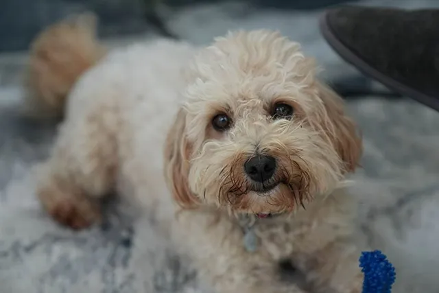 How to Clean Maltipoo Eyes: 6 Vet-Approved Tips