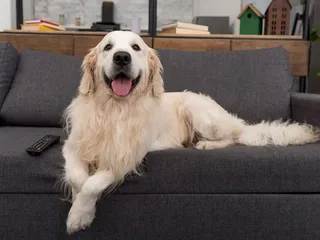 How to Teach a Dog to Smile: 10 Tips & Tricks