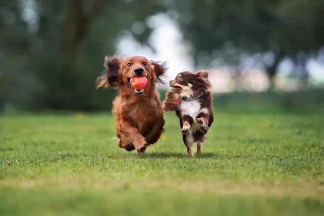 25 Dog-Friendly Activities in Detroit: Places to Take Your Pup to