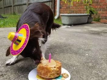 Birthday Treats, BarkBoxes, and Other Ways We Spend Money on Penny