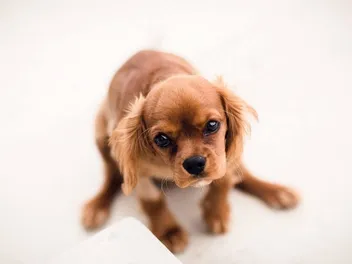 Schweenie (Dachshund & Shih Tzu Mix): Info, Pictures, Care & More