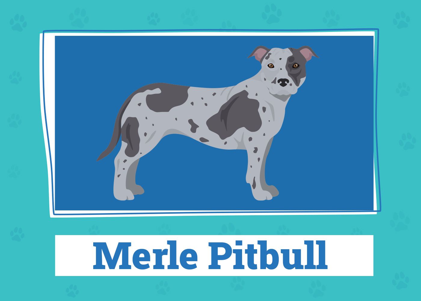 Merle Pitbull: Vet-Reviewed Info, Pictures, Origin & History