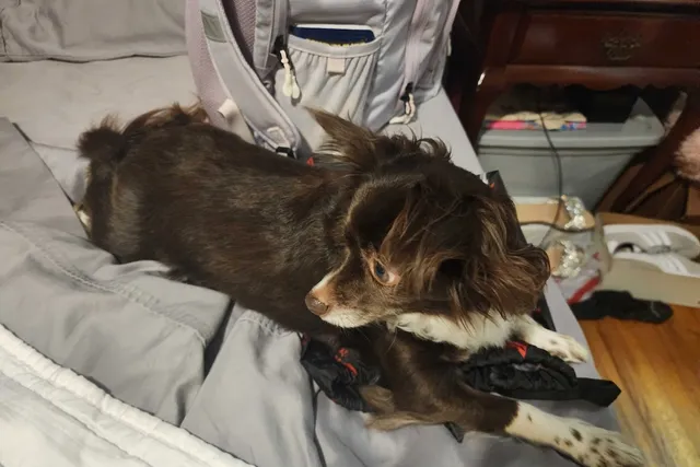 Traveling Without Penny: Why We Sometimes Don’t Take Her With Us