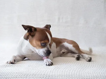 Frito Feet: Why Your Dog’s Paws Smell Like Corn Chips