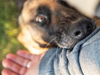 What Is the Dunbar Dog Bite Scale? Vet Approved Facts & FAQ