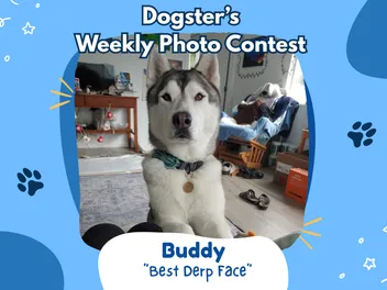 Dogster’s Weekly Photo Contest Winners: Best Derp Face (October 12, 2026)