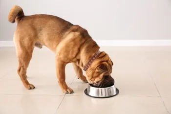 shar pei dog eating
